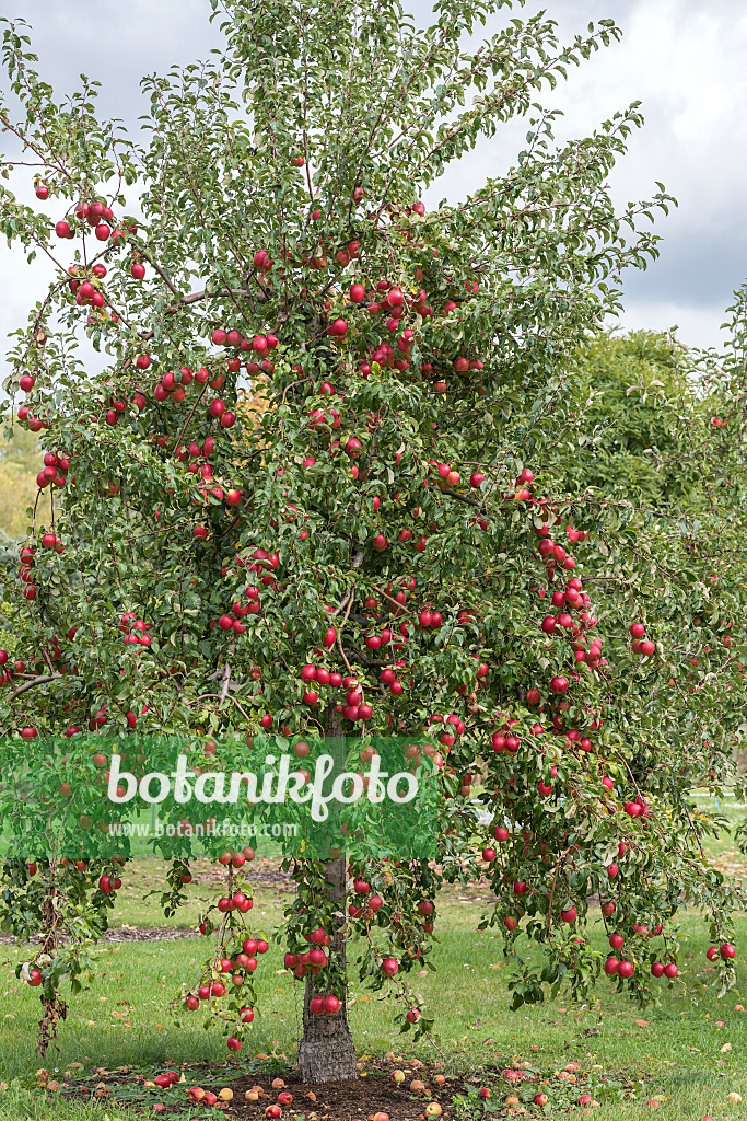 616061 - Orchard apple (Malus x domestica 'Rewena')