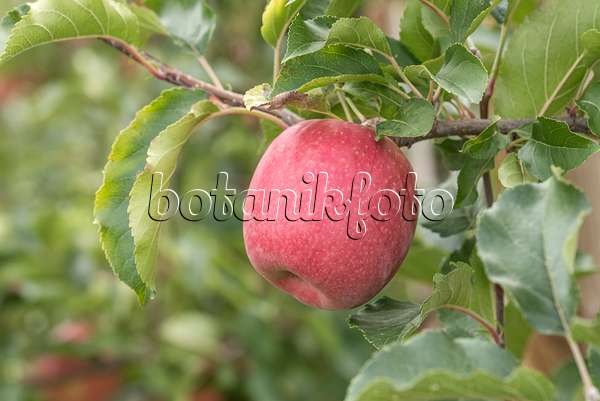 635106 - Orchard apple (Malus x domestica 'Rosy Glow')