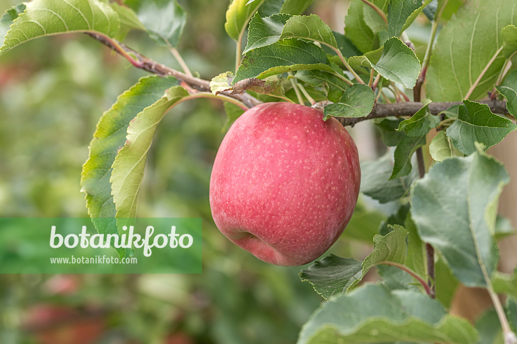 635106 - Orchard apple (Malus x domestica 'Rosy Glow')