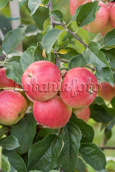 625272 - Orchard apple (Malus x domestica 'Rubinola')