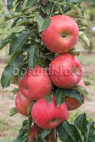 635108 - Orchard apple (Malus x domestica 'Rumba')