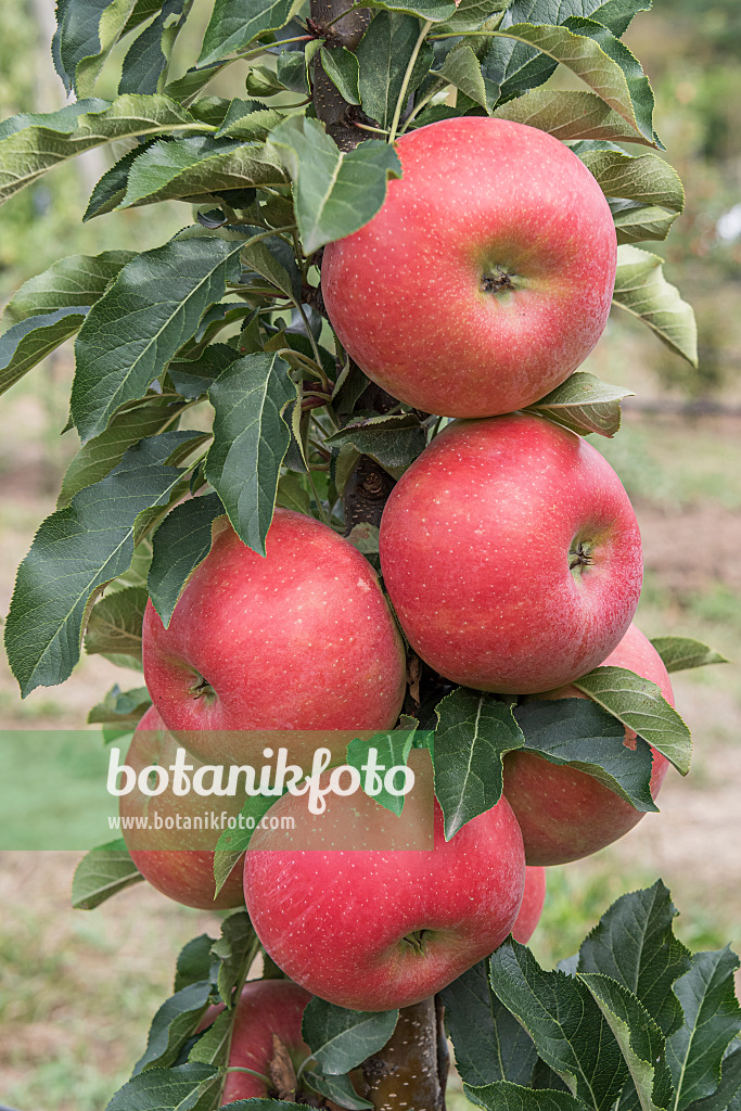 635108 - Orchard apple (Malus x domestica 'Rumba')