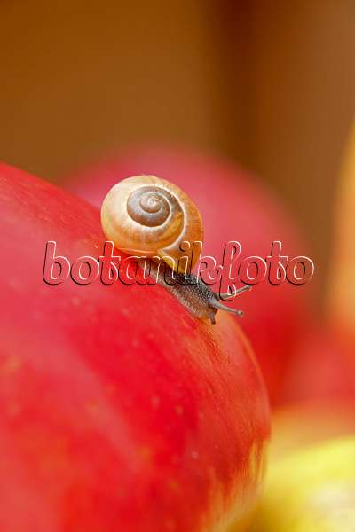 575156 - Orchard apple (Malus x domestica 'Santana') and white-lipped snail (Cepaea hortensis)