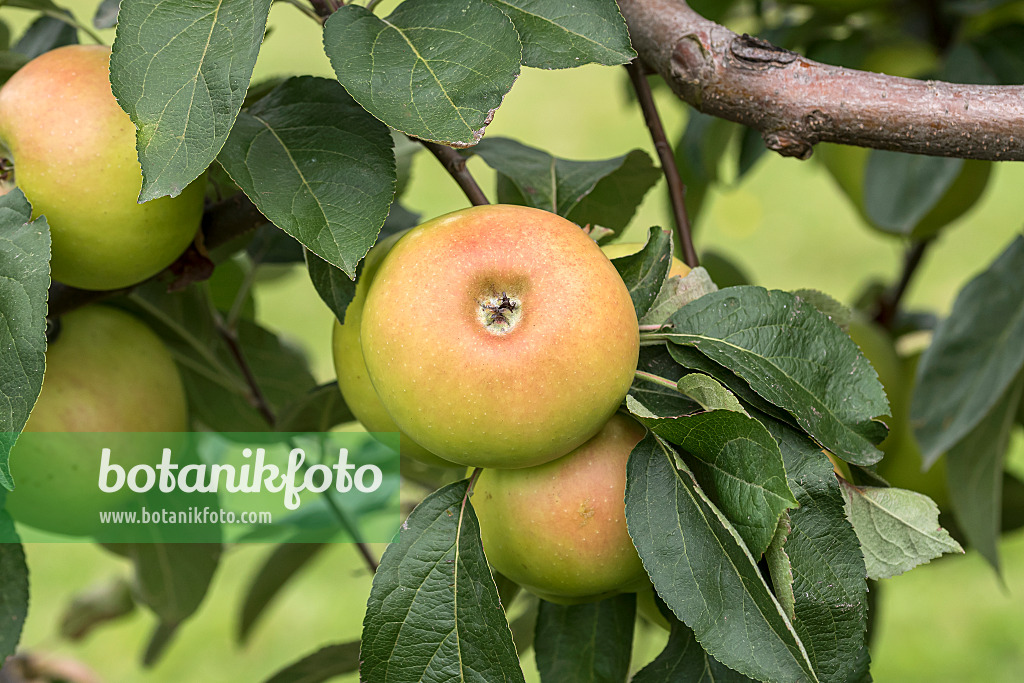 625273 - Orchard apple (Malus x domestica 'Schneiderapfel')
