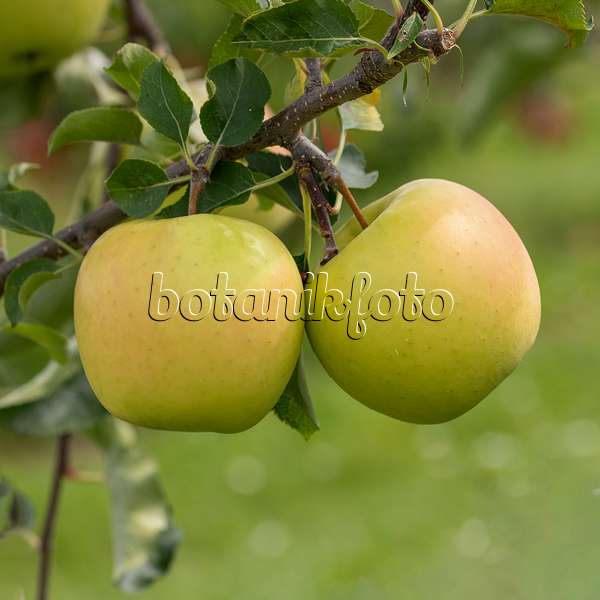 616067 - Orchard apple (Malus x domestica 'Sirius')