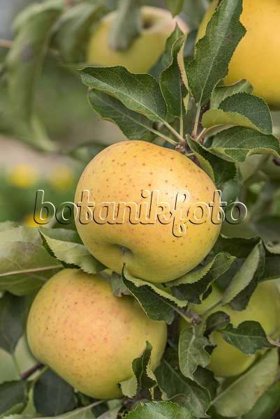 635111 - Orchard apple (Malus x domestica 'Sirius')