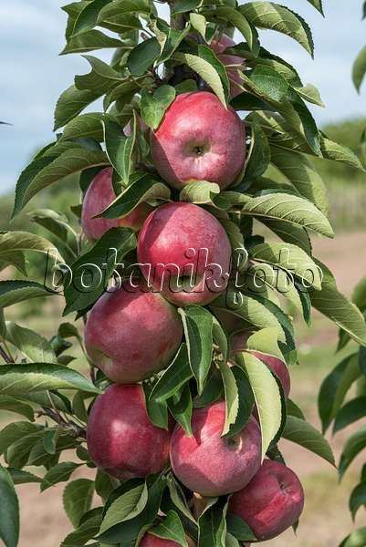635112 - Orchard apple (Malus x domestica 'Skyline Scooter')