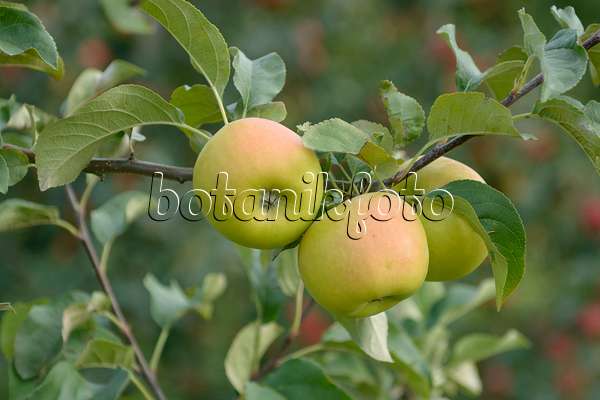 547202 - Orchard apple (Malus x domestica 'Solaris')