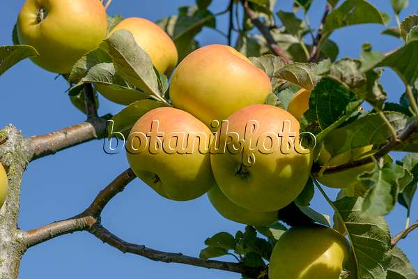575157 - Orchard apple (Malus x domestica 'Solaris')
