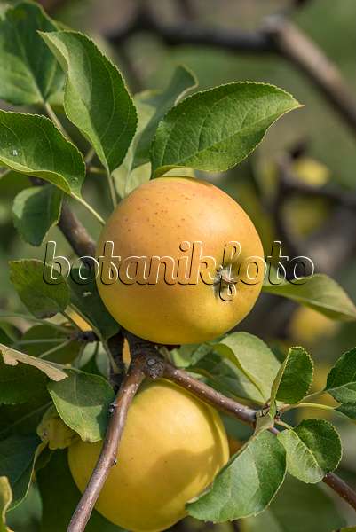 635113 - Orchard apple (Malus x domestica 'Solaris')
