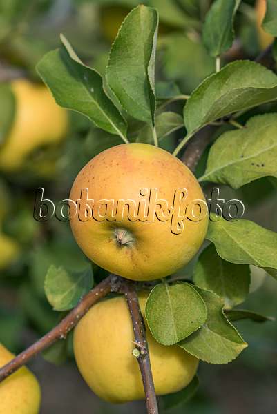 635114 - Orchard apple (Malus x domestica 'Solaris')