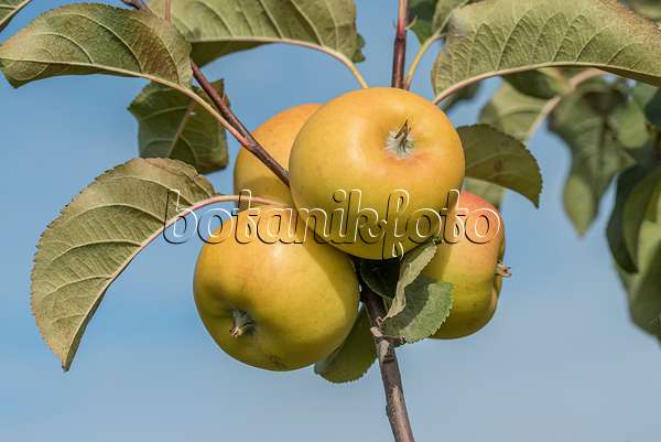 635115 - Orchard apple (Malus x domestica 'Solaris')