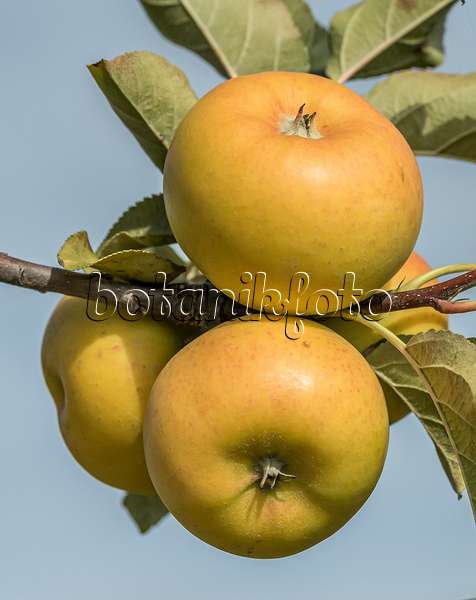 635116 - Orchard apple (Malus x domestica 'Solaris')