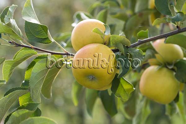 635117 - Orchard apple (Malus x domestica 'Solaris')