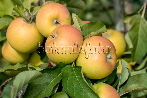 635118 - Orchard apple (Malus x domestica 'Solaris')