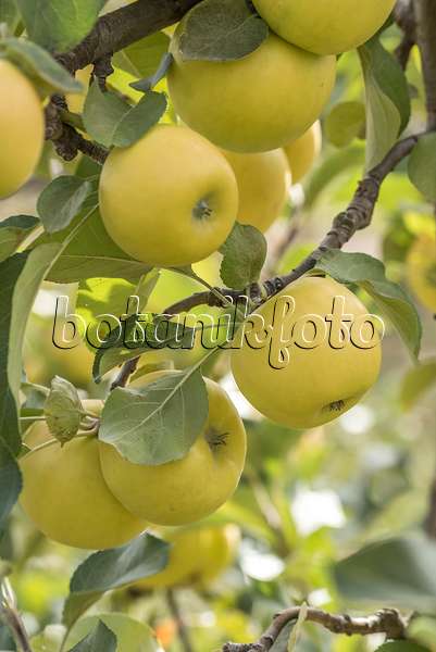 635119 - Orchard apple (Malus x domestica 'Solaris')