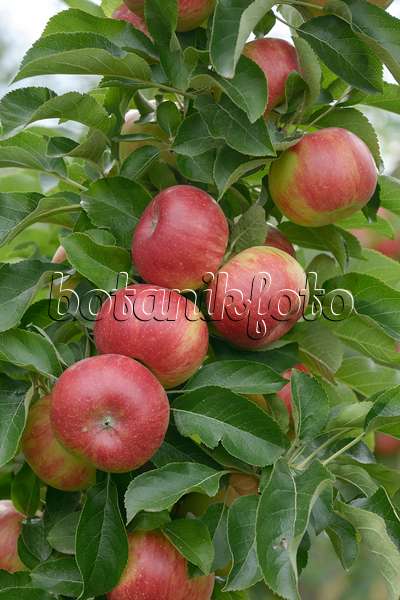 547203 - Orchard apple (Malus x domestica 'Sonate')