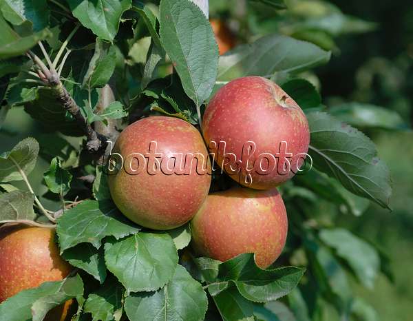 471431 - Orchard apple (Malus x domestica 'Spurkoop')