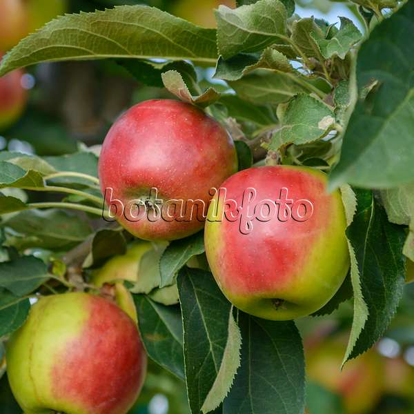 558166 - Orchard apple (Malus x domestica 'Suncats')