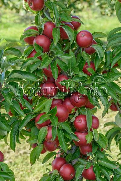 575158 - Orchard apple (Malus x domestica 'Sunlight')