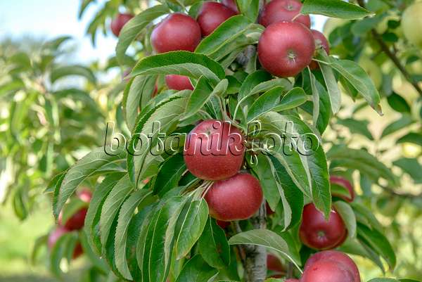 575159 - Orchard apple (Malus x domestica 'Sunlight')
