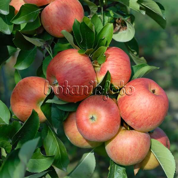 471432 - Orchard apple (Malus x domestica 'Topaz')