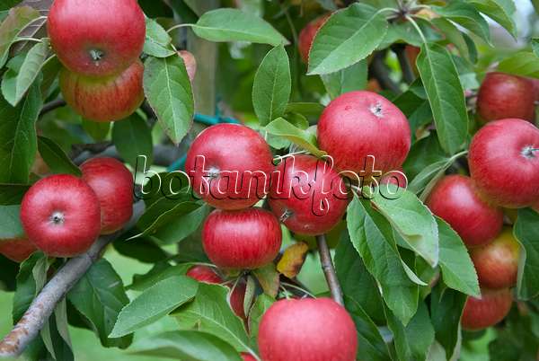 490099 - Orchard apple (Malus x domestica 'Topaz')