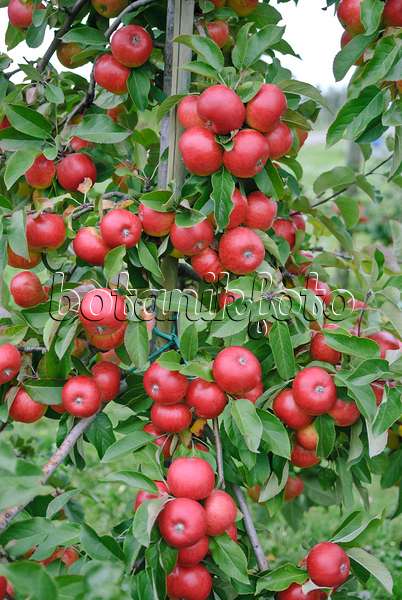 517332 - Orchard apple (Malus x domestica 'Topaz')