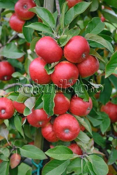 517333 - Orchard apple (Malus x domestica 'Topaz')