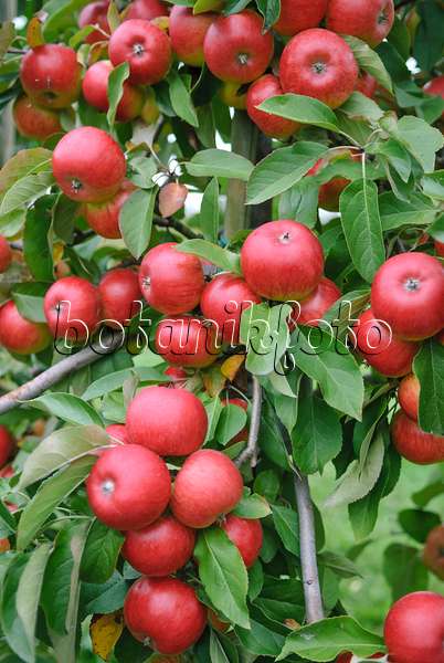 517334 - Orchard apple (Malus x domestica 'Topaz')