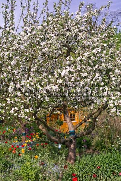 601040 - Orchard apple (Malus x domestica) and tulips (Tulipa) in an allotment garden