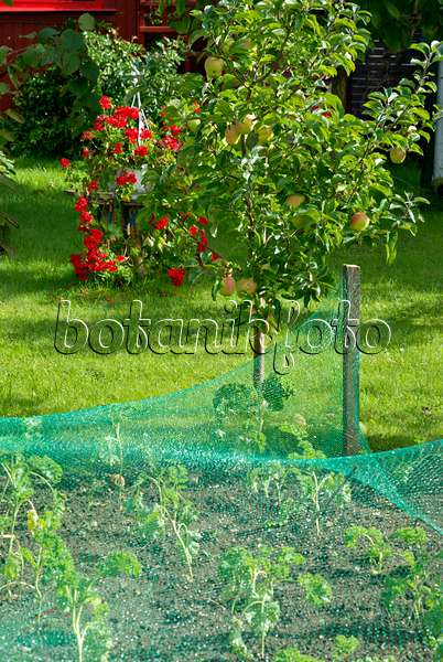 460004 - Orchard apple (Malus x domestica) and vegetable bed with bird net