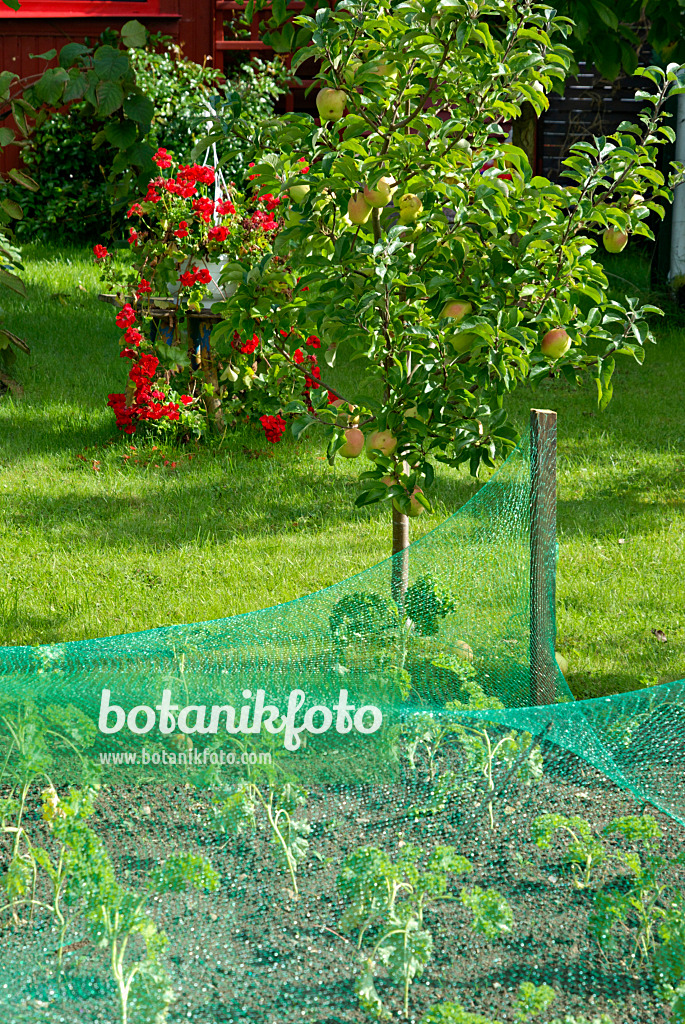 460004 - Orchard apple (Malus x domestica) and vegetable bed with bird net