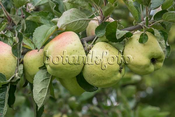 616068 - Orchard apple (Malus x domestica 'Weisser Winterkalvill')
