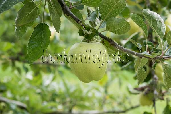 616069 - Orchard apple (Malus x domestica 'Weisser Winterkalvill')