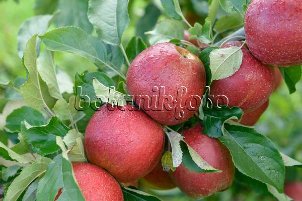 558169 - Orchard apple (Malus x domestica 'Wellant')