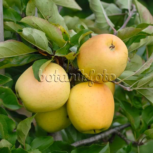 471433 - Orchard apple (Malus x domestica 'Williams Pride')