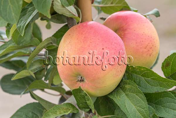 635120 - Orchard apple (Malus x domestica 'Winterbananenapfel')