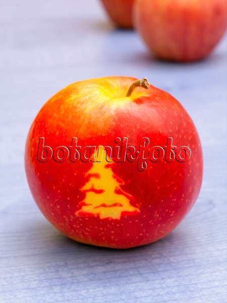 444091 - Orchard apple (Malus x domestica) with Christmas tree