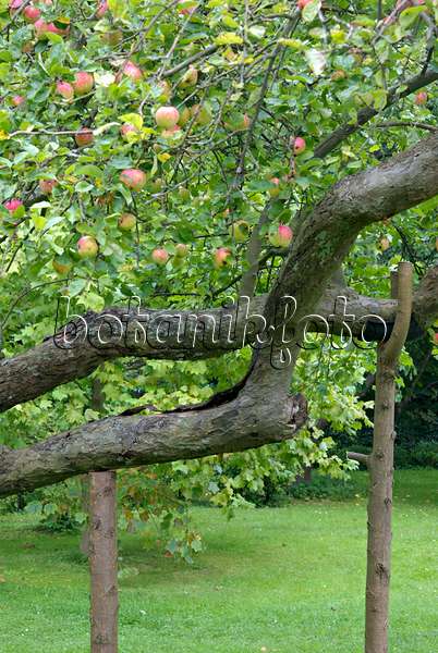 463076 - Orchard apple (Malus x domestica) with propped branches