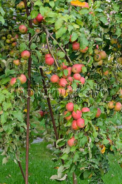 524090 - Orchard apple (Malus x domestica) with props