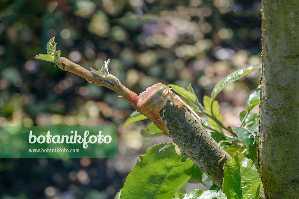 575160 - Orchard apple (Malus x domestica) with refinement