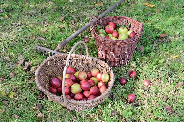 570127 - Orchard apples (Malus x domestica) in baskets