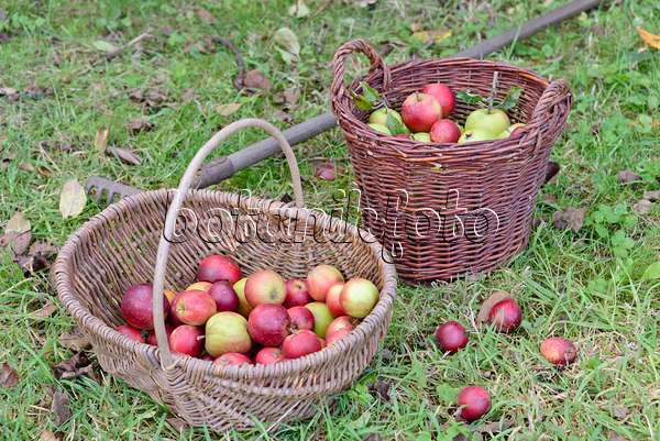 570128 - Orchard apples (Malus x domestica) in baskets