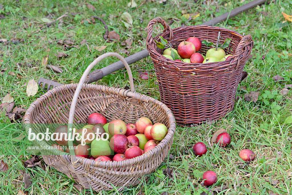 570128 - Orchard apples (Malus x domestica) in baskets