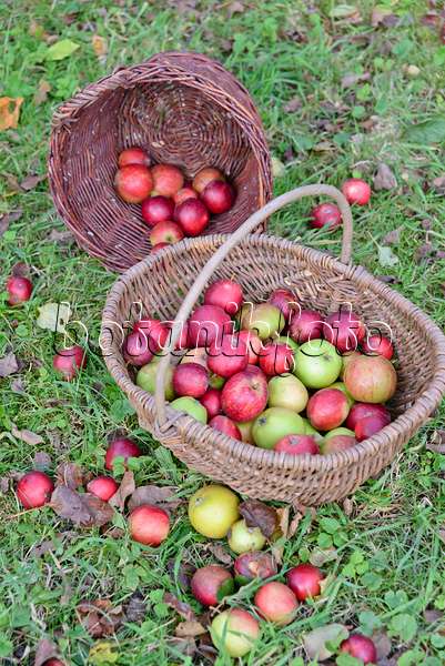 570129 - Orchard apples (Malus x domestica) in baskets