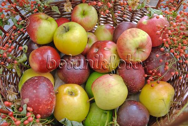 502290 - Orchard apples (Malus x domestica) with rose hips