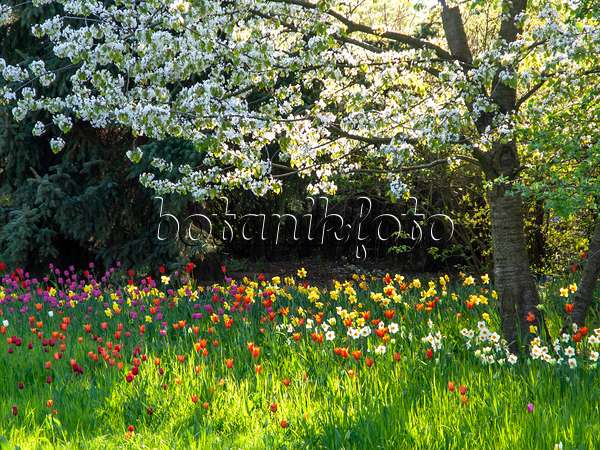 437149 - Orchard with daffodils and tulips