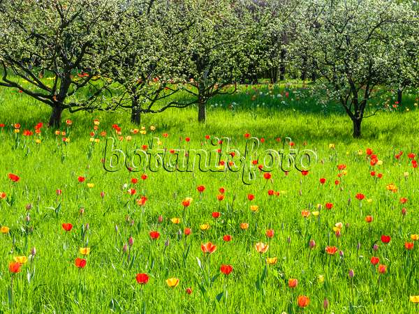 437136 - Orchard with tulips