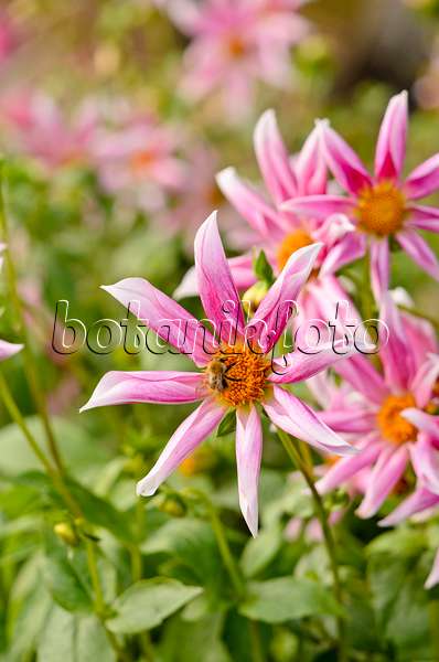 525162 - Orchid dahlia (Dahlia Grape Expectations) and bumble bee (Bombus)